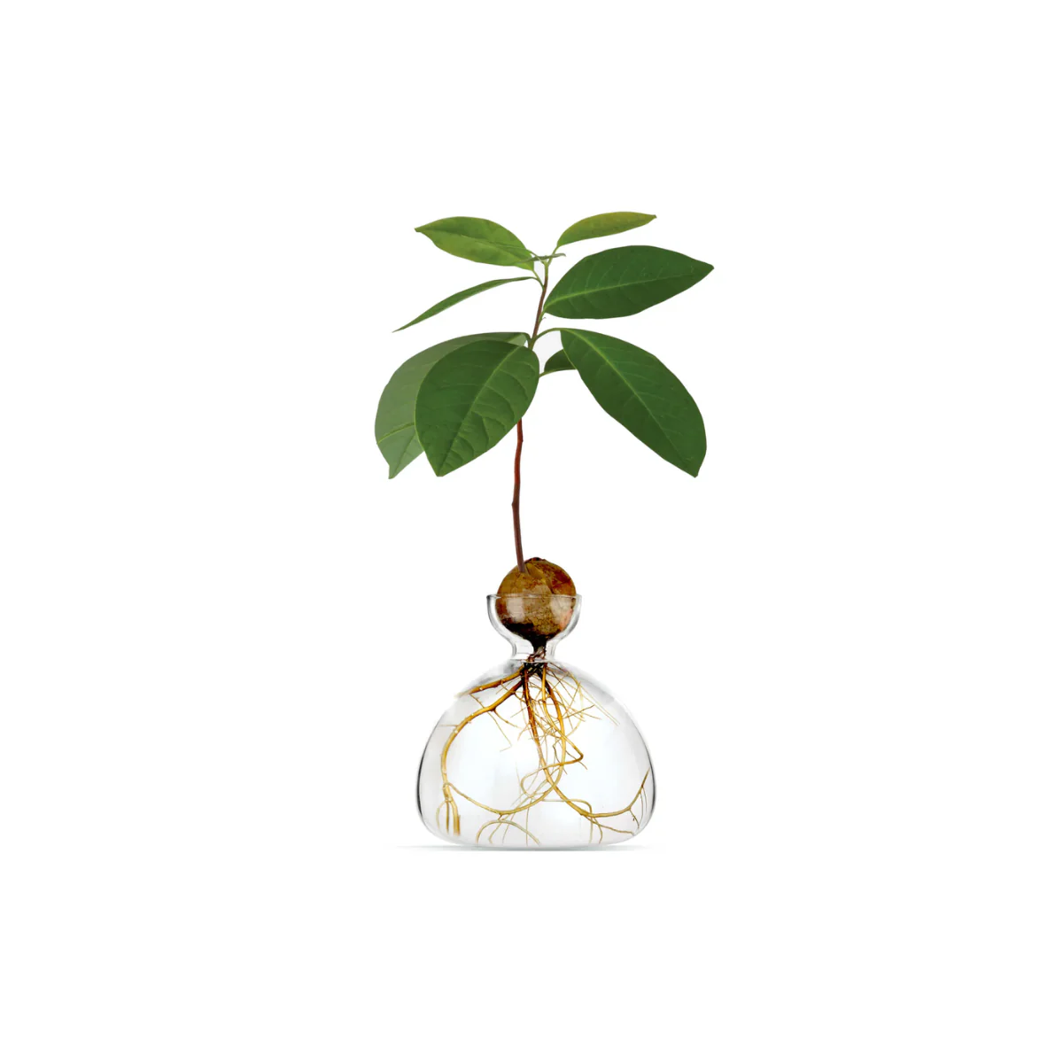 Image du produit 16